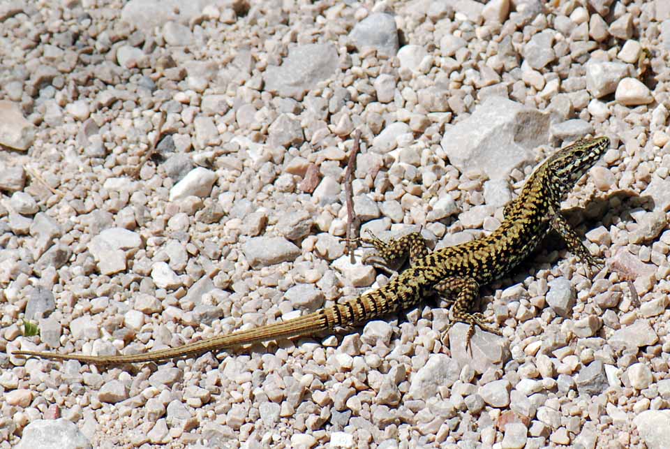 Podarcis muralis in (abito nuovo)